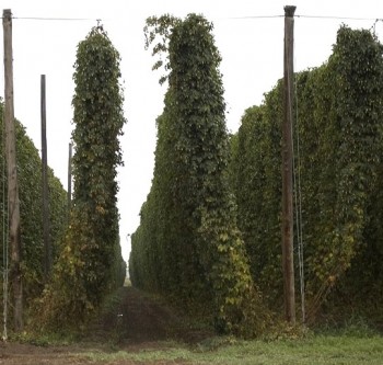 Hops, just outside of Moxee, WA. Yakima County and neighboring Benton County produce 25% of the world's hops.