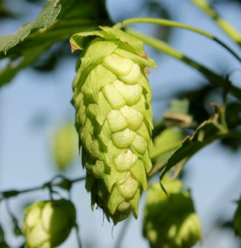 Picture of a hop cone.