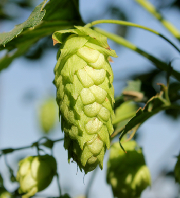Picture of a hop cone.