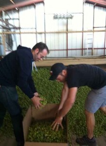Adam Robbings and friend Conrad Hermosillo (right) gather the 42 pounds of fresh hops for Reuben’s Brews