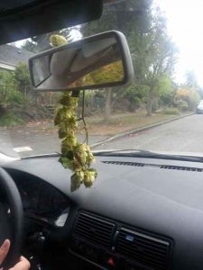 Hops-in-rearview-mirror