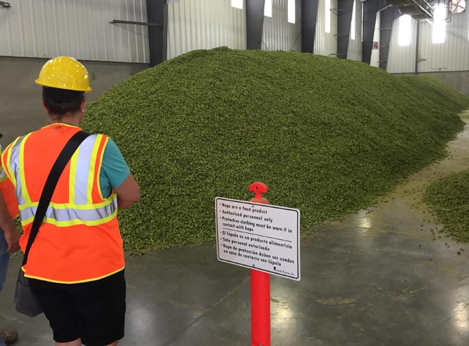 A mountain of freshly harvested hops at Perrault Farms in Toppenish, WA.