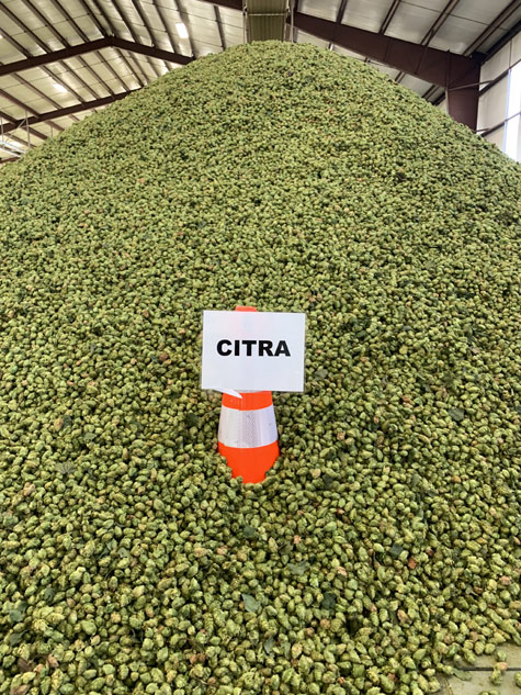 a mountain of citra hops at Mill 95 in idaho