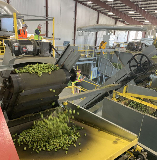 hop harvester in action at Mill 95.