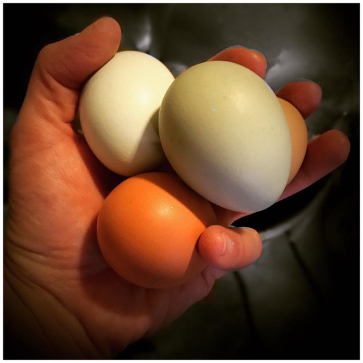 Farm-fresh eggs, Brewmaster's CSA box add-on.