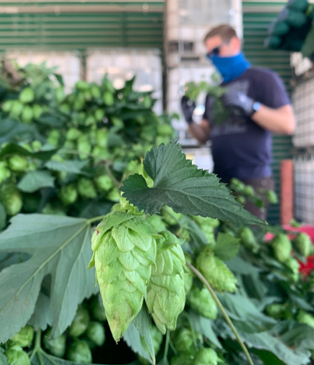 hop cone, freshly picked at Two Beers Brewing