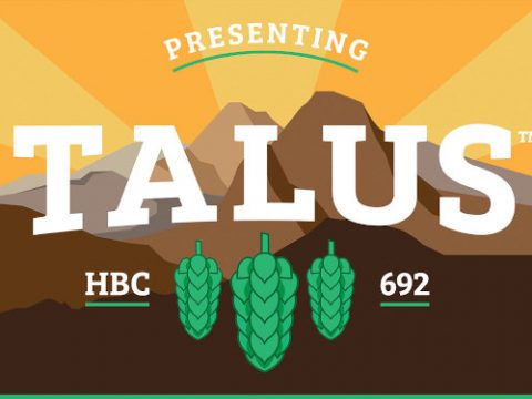 Introducing Talus - a new hop variety.
