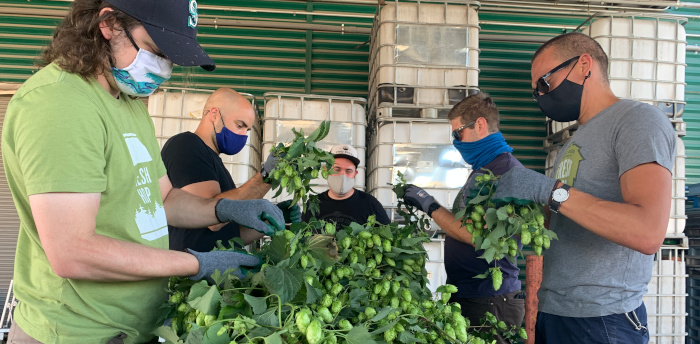 The brew crew hand picking the hops.