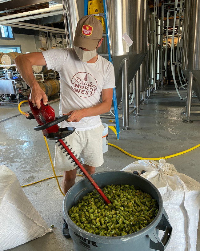 Prepping the hops with a hedge trimmer.