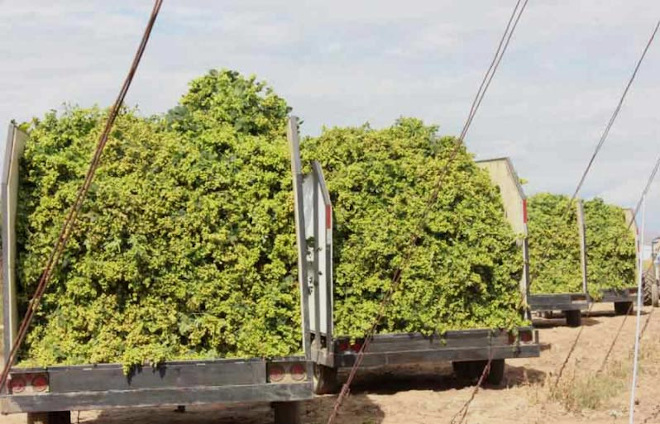 Yes, in fact, Oregon and Washington hops are different - Vimarsana News