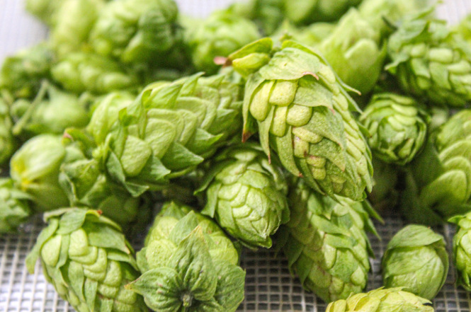 Yakima Quality Hops introduces a new variety: Elani, previously known as 