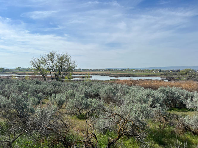 View of the pond at McNary Wildlife Preserve near Pasco, Washington.