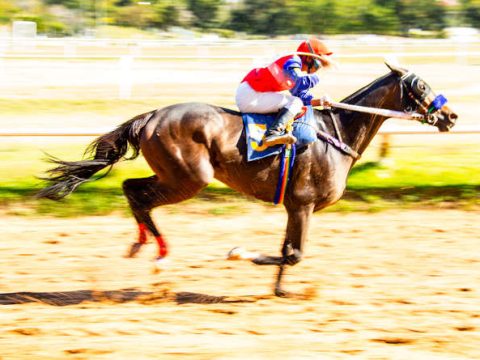 Horse racing jockey on a horse.