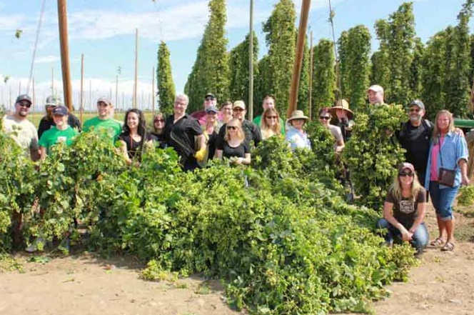 Group of people in a hop field at harvest time.