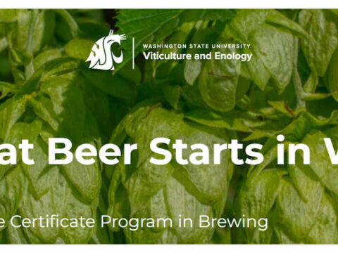 A picture of hops as the background for the WSU brewing program logo
