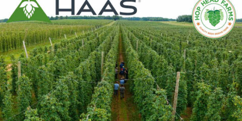 A hop field before harvest with rows of tall hop vines