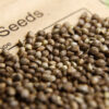 Cannabis seeds scattered among seed packages for cultivation idea.