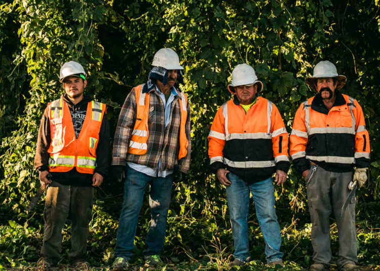 hop workers standing in a field of hops
