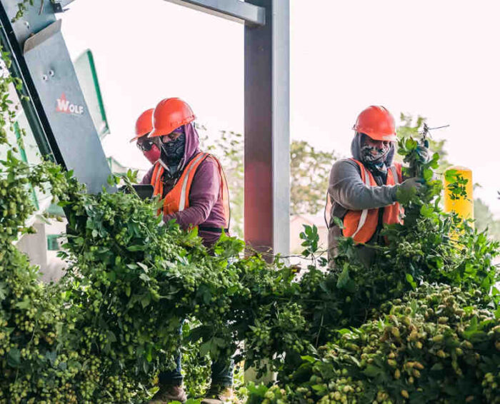 Workers harvesting hops.