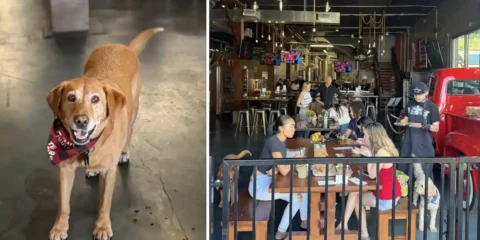 A dog greeting the guests at Redd Dog Brewing