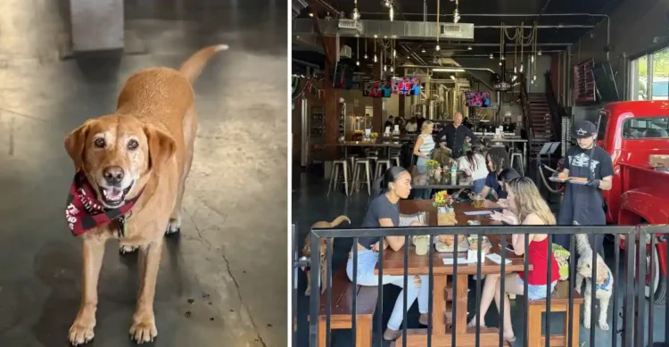 Sit, Stay, Sip: Redd Dog Brewing Grand Opening on August 22nd in Tacoma A dog greeting the guests at Redd Dog Brewing