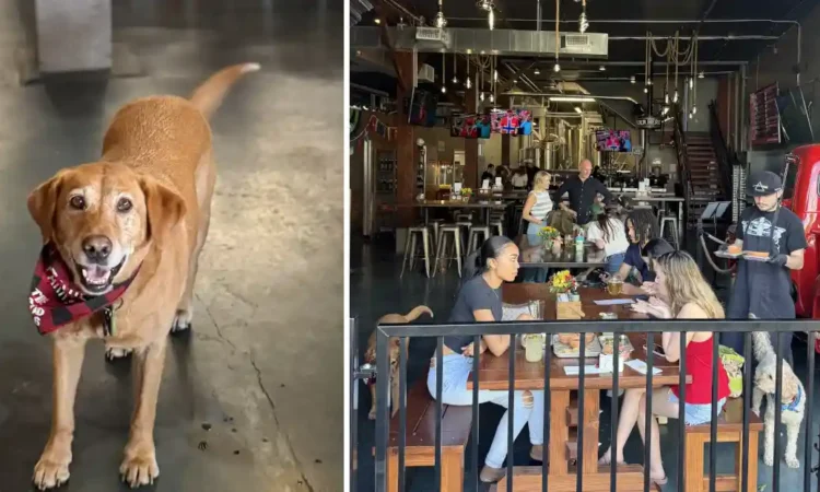 A dog greeting the guests at Redd Dog Brewing