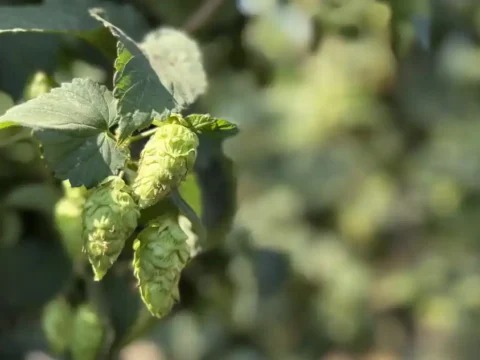 Hops on the vine in a hop field