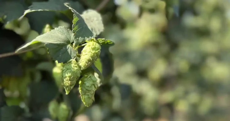 Hops on the vine in a hop field