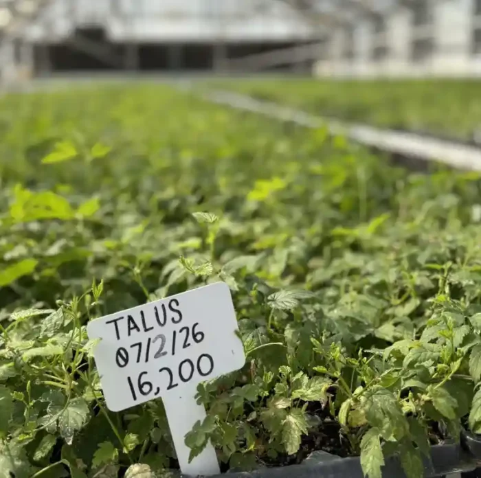 A greenhouse full of young hop plants
