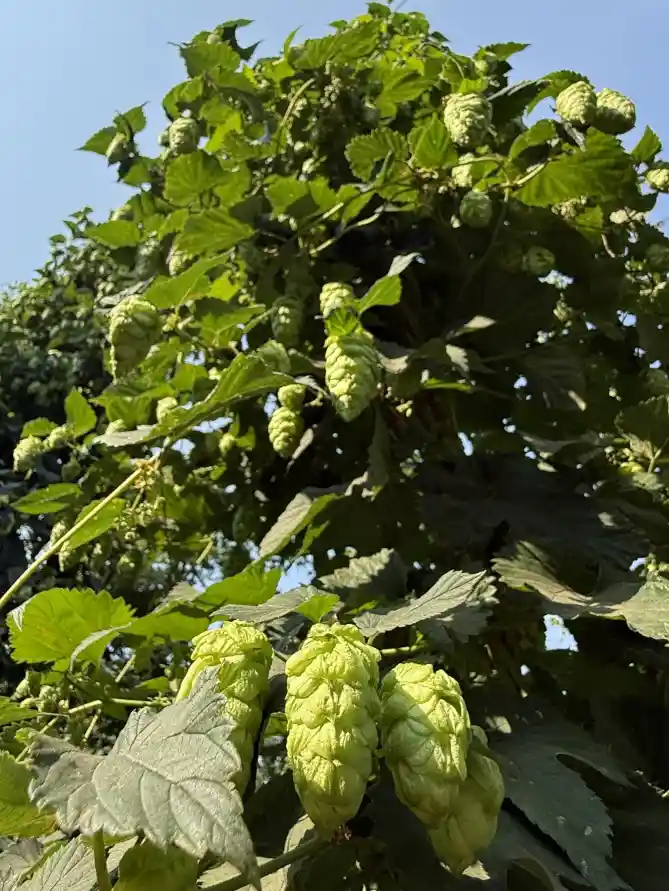 Hops on the vine set against a blue sky