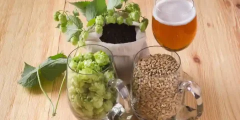 Hop Terroir: A Practical Overview for Northwest Beer Drinkers Fresh hops, brewing grains, and a glass of beer illustrating hop terroir and the regional character of Northwest beer.