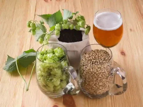 Fresh hops, brewing grains, and a glass of beer illustrating hop terroir and the regional character of Northwest beer.