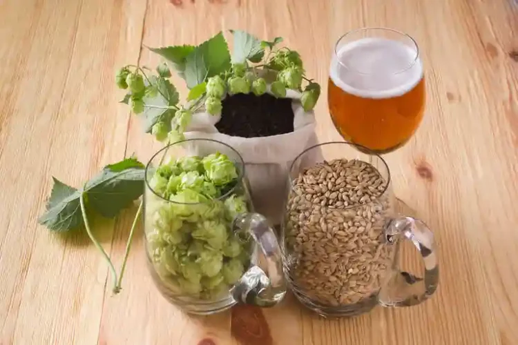 Hop Terroir: A Practical Overview for Northwest Beer Drinkers Fresh hops, brewing grains, and a glass of beer illustrating hop terroir and the regional character of Northwest beer.
