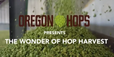 A pile of freshly harvested hops