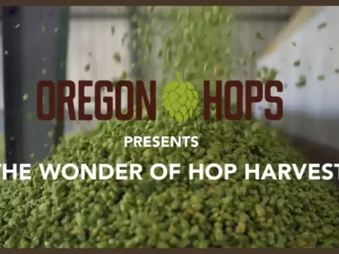Hop Harvest is Almost Here, and Oregon Growers Expect a Good One A pile of freshly harvested hops