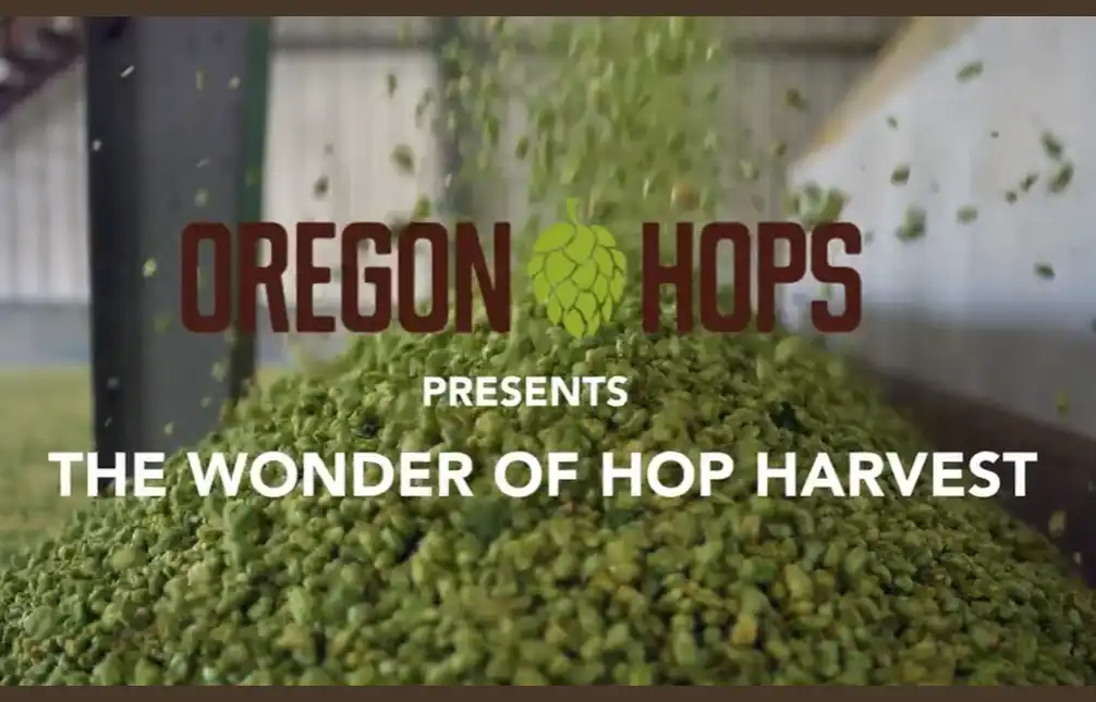 Hop Harvest is Almost Here, and Oregon Growers Expect a Good One