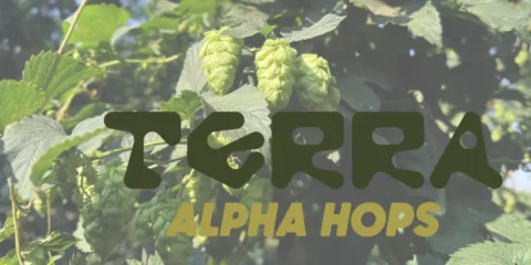 Two Experimental Hops Earn Names. Introducing the Terra Alpha Hop Series green hops growing on the vine