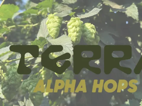 Two Experimental Hops Earn Names. Introducing the Terra Alpha Hop Series green hops growing on the vine