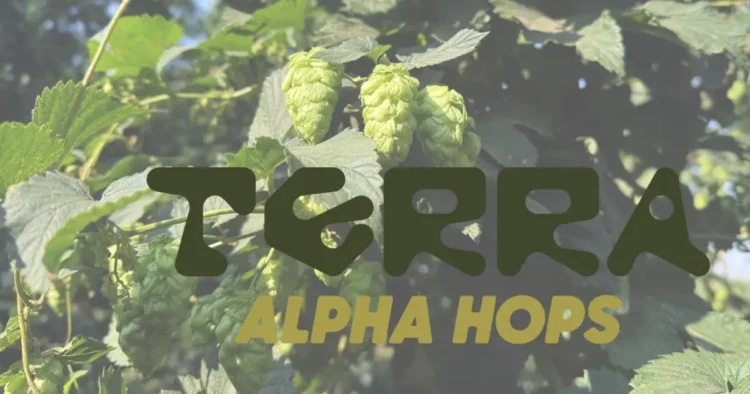 green hops growing on the vine
