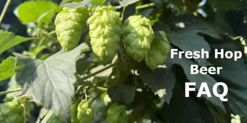 Hops on the vine, in a field of hops.