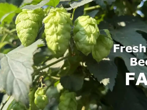 Fresh Hop Beer FAQ – All the Things You Think You Already Know Hops on the vine, in a field of hops.