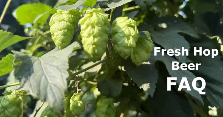 Hops on the vine, in a field of hops.