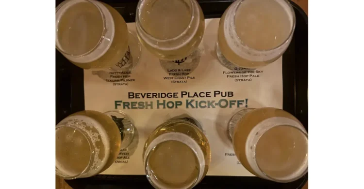 The Season has Arrived: A List of Washington’s Fresh Hop Festivals 2026 A flight of taster glasses at a fresh hop beer event