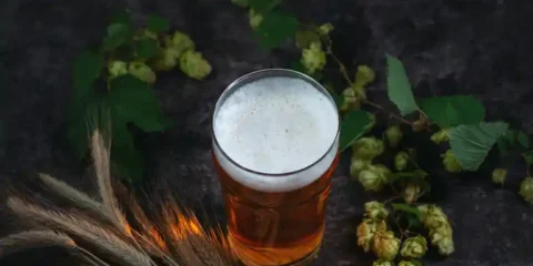 Fresh hop beer with hops and barley for Yakima Valley and Seattle fresh hop festivals