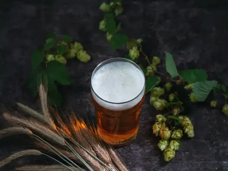 Fresh hop beer with hops and barley for Yakima Valley and Seattle fresh hop festivals